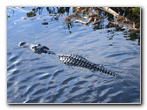 Florida-Everglades-Airboat-Tour-06a