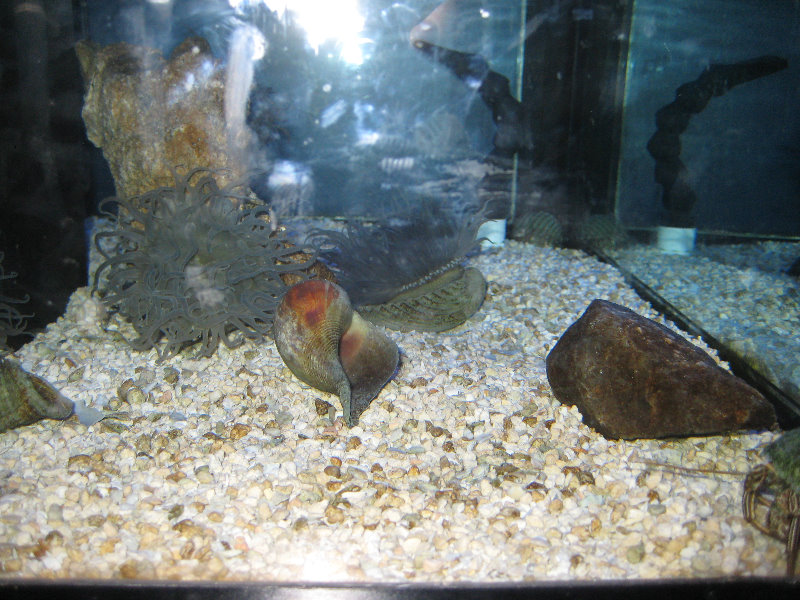 Museum-of-Science-and-History-Jacksonville-FL-003