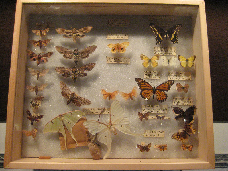 Museum-of-Science-and-History-Jacksonville-FL-014