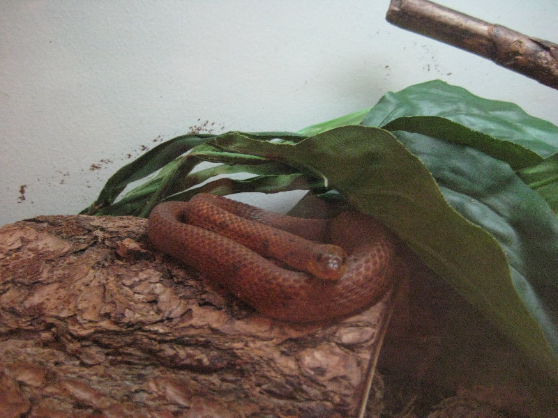 Museum-of-Science-and-History-Jacksonville-FL-016