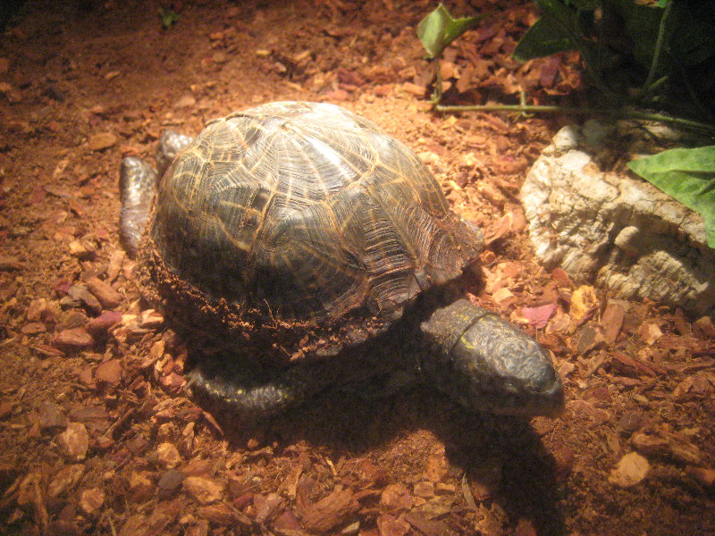 Museum-of-Science-and-History-Jacksonville-FL-018