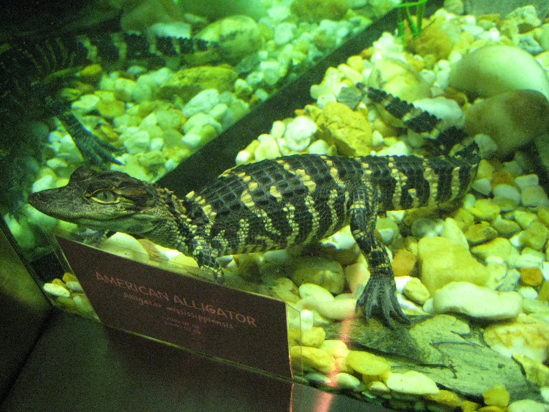 Museum-of-Science-and-History-Jacksonville-FL-022