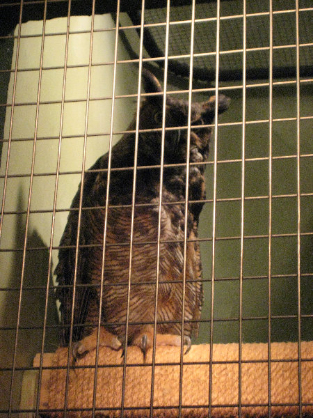 Museum-of-Science-and-History-Jacksonville-FL-025