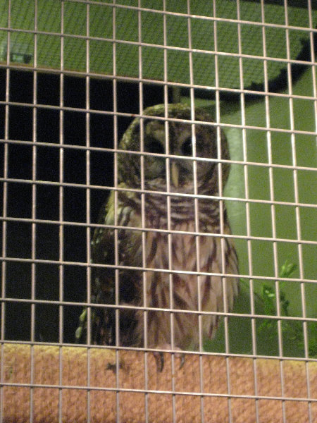 Museum-of-Science-and-History-Jacksonville-FL-026