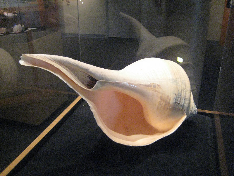 Museum-of-Science-and-History-Jacksonville-FL-035