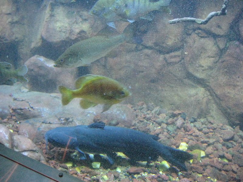 Museum-of-Science-and-History-Jacksonville-FL-070