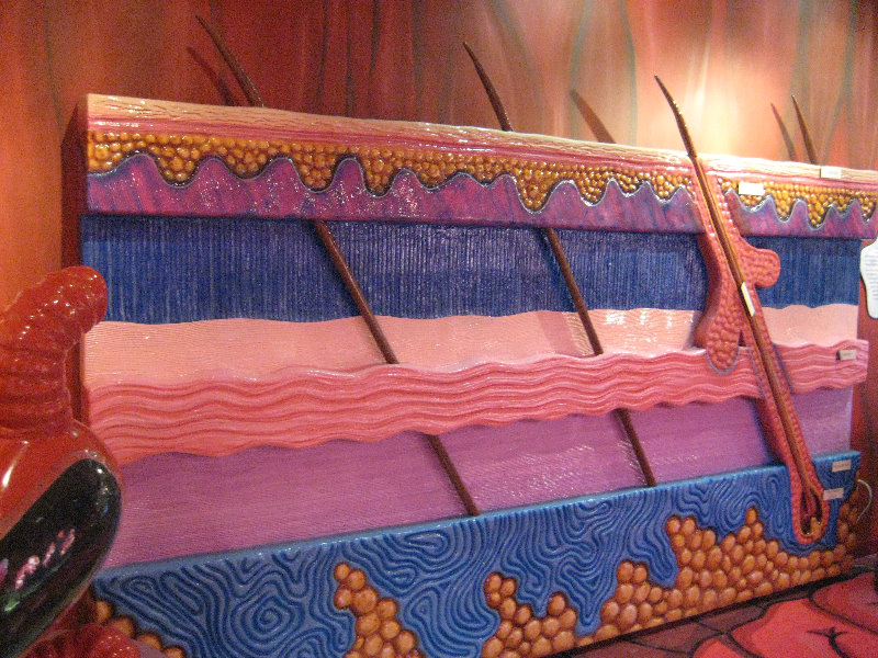 Museum-of-Science-and-History-Jacksonville-FL-072