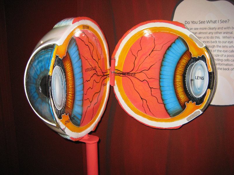 Museum-of-Science-and-History-Jacksonville-FL-075