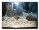 Museum-of-Science-and-History-Jacksonville-FL-003