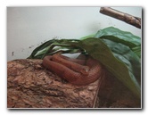 Museum-of-Science-and-History-Jacksonville-FL-016