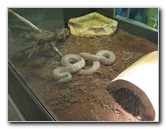 Museum-of-Science-and-History-Jacksonville-FL-017