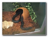 Museum-of-Science-and-History-Jacksonville-FL-019