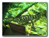 Museum-of-Science-and-History-Jacksonville-FL-022