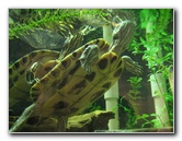 Museum-of-Science-and-History-Jacksonville-FL-023