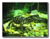 Museum-of-Science-and-History-Jacksonville-FL-024