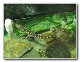 Museum-of-Science-and-History-Jacksonville-FL-027