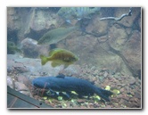 Museum-of-Science-and-History-Jacksonville-FL-070