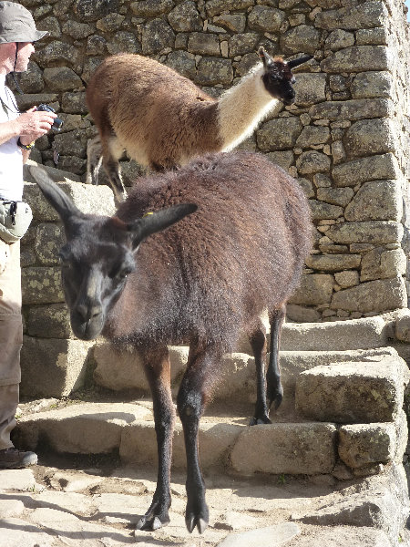 Machu-Picchu-Inca-Trail-Peru-South-America-036