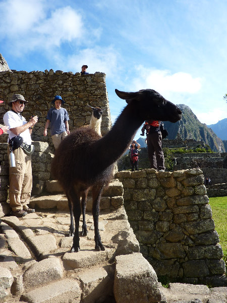 Machu-Picchu-Inca-Trail-Peru-South-America-037