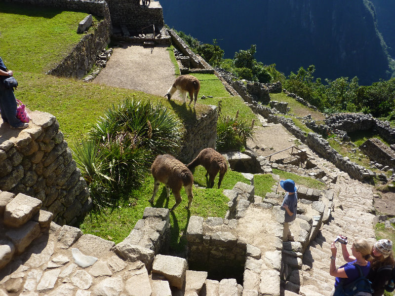 Machu-Picchu-Inca-Trail-Peru-South-America-048