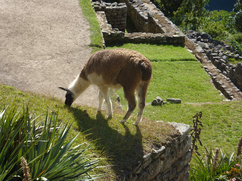 Machu-Picchu-Inca-Trail-Peru-South-America-049