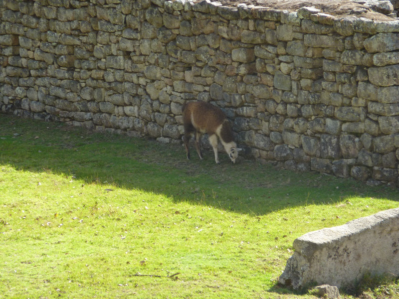 Machu-Picchu-Inca-Trail-Peru-South-America-067