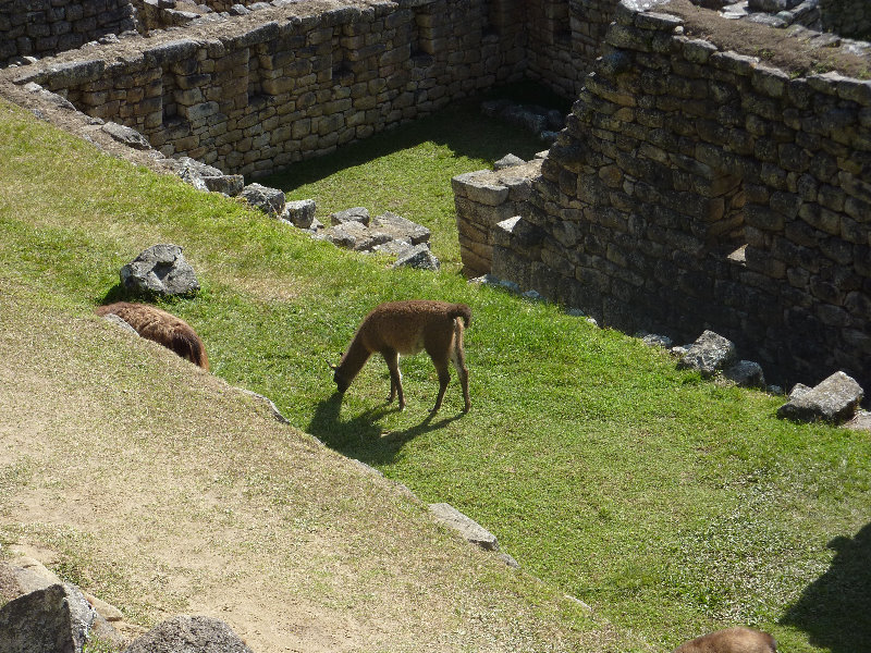 Machu-Picchu-Inca-Trail-Peru-South-America-076