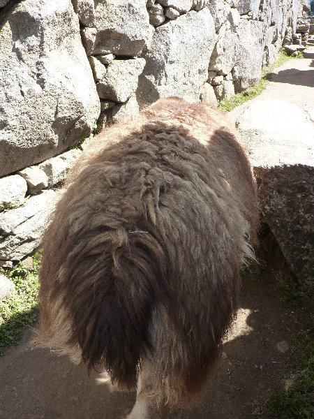 Machu-Picchu-Inca-Trail-Peru-South-America-138