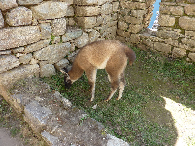 Machu-Picchu-Inca-Trail-Peru-South-America-139