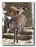Machu-Picchu-Inca-Trail-Peru-South-America-036