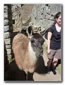 Machu-Picchu-Inca-Trail-Peru-South-America-137