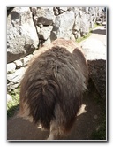 Machu-Picchu-Inca-Trail-Peru-South-America-138