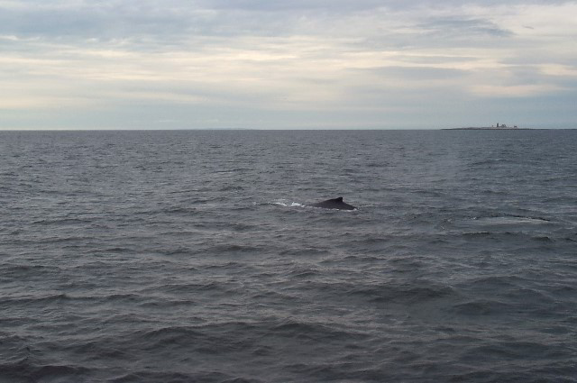 Maine-Whale-Watching-Photos-07