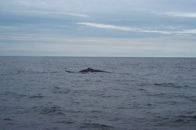 Maine-Whale-Watching-Photos-08