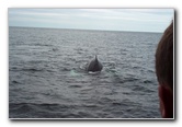 Maine Whale Watching Boat Tour Photo Album