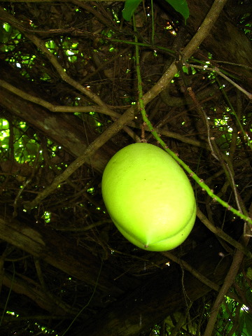 Mango-Festival-2007-Fairchild-Coral-Gables-FL-046