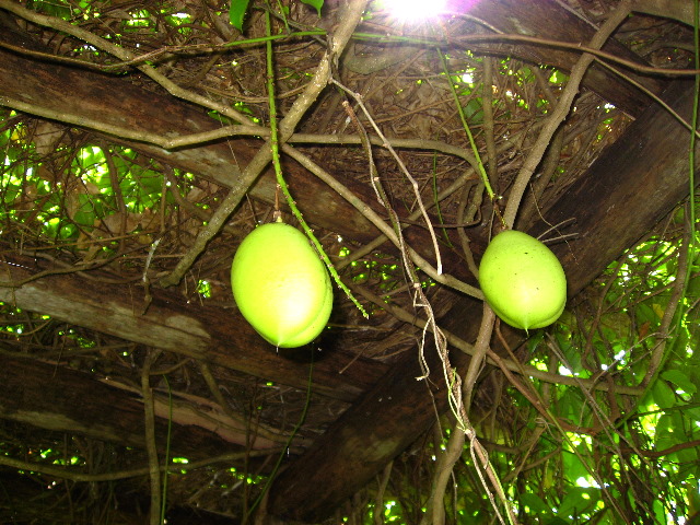 Mango-Festival-2007-Fairchild-Coral-Gables-FL-047