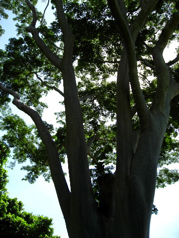 Mango-Festival-2007-Fairchild-Coral-Gables-FL-052