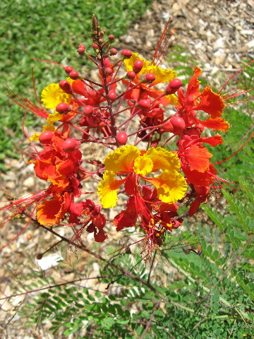 Mango-Festival-2007-Fairchild-Coral-Gables-FL-059