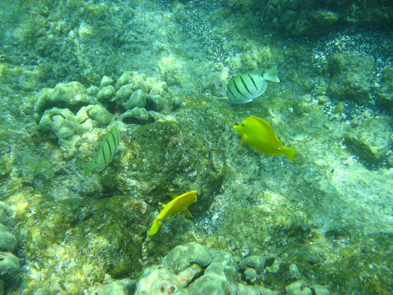 Manini-Beach-Napoopoo-Park-Captain-Cook-Big-Island-Hawaii-017