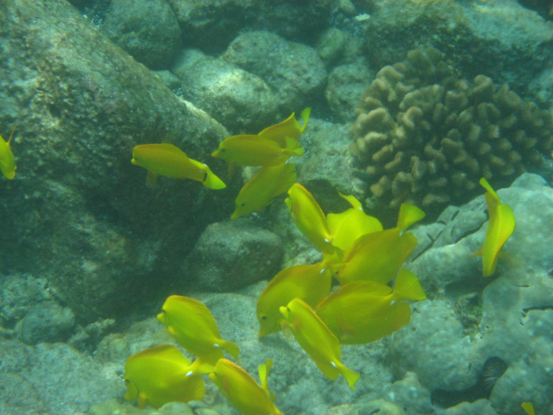 Manini-Beach-Napoopoo-Park-Captain-Cook-Big-Island-Hawaii-018