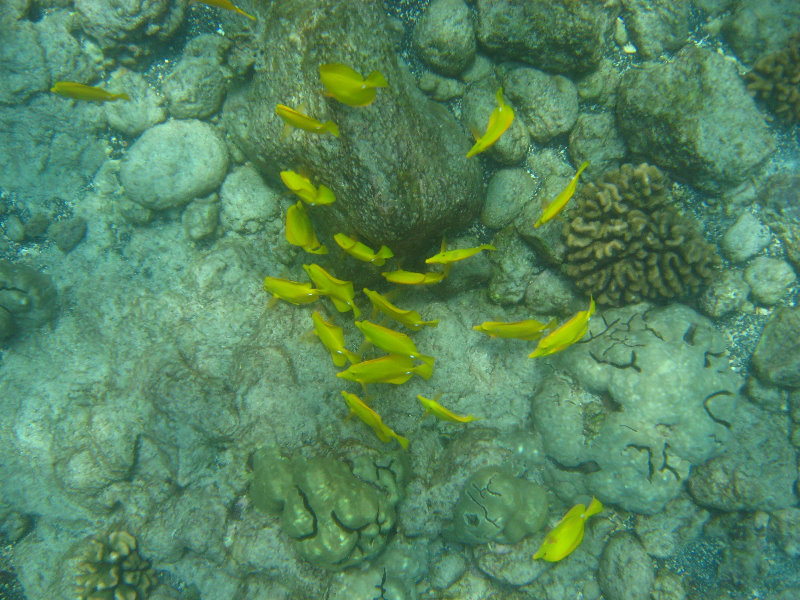 Manini-Beach-Napoopoo-Park-Captain-Cook-Big-Island-Hawaii-019