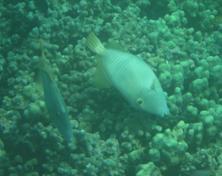 Manini-Beach-Napoopoo-Park-Captain-Cook-Big-Island-Hawaii-022