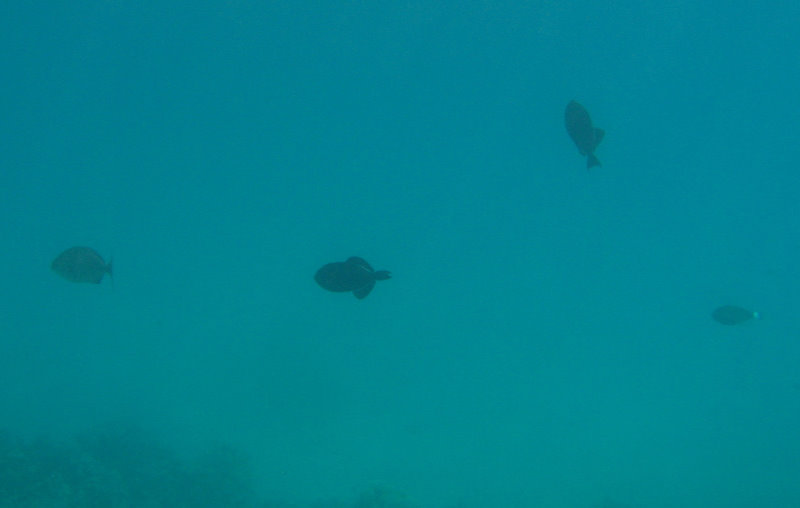 Manini-Beach-Napoopoo-Park-Captain-Cook-Big-Island-Hawaii-024