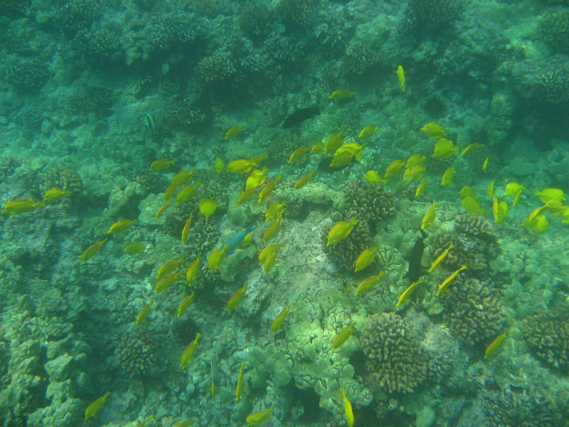 Manini-Beach-Napoopoo-Park-Captain-Cook-Big-Island-Hawaii-026