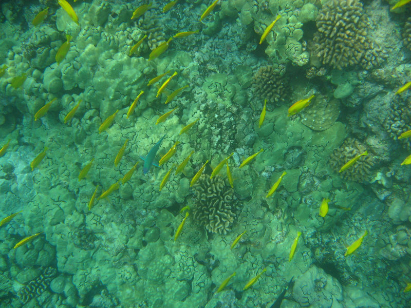 Manini-Beach-Napoopoo-Park-Captain-Cook-Big-Island-Hawaii-027