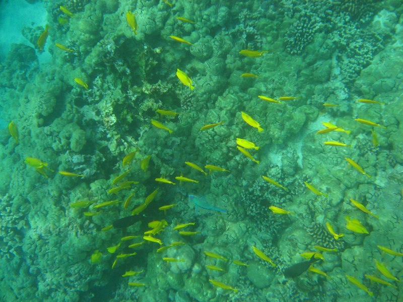 Manini-Beach-Napoopoo-Park-Captain-Cook-Big-Island-Hawaii-028