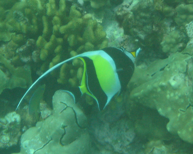 Manini-Beach-Napoopoo-Park-Captain-Cook-Big-Island-Hawaii-029
