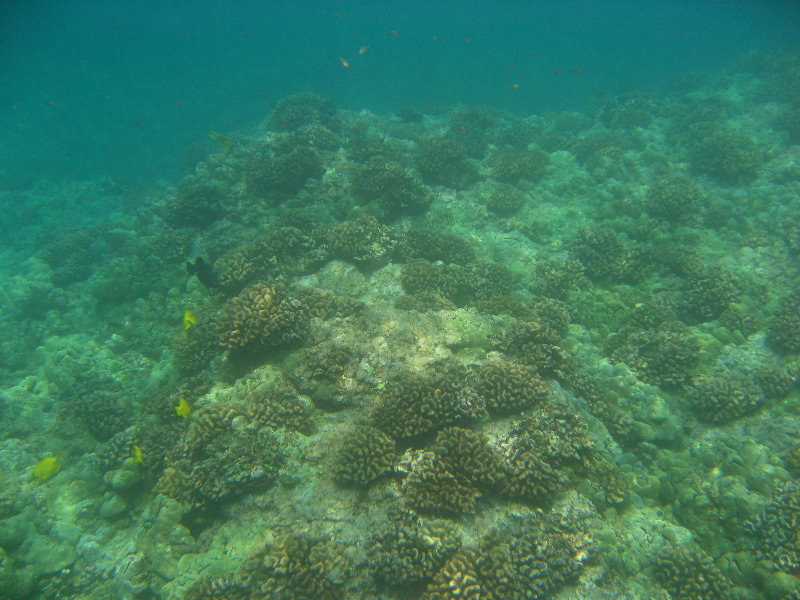 Manini-Beach-Napoopoo-Park-Captain-Cook-Big-Island-Hawaii-030