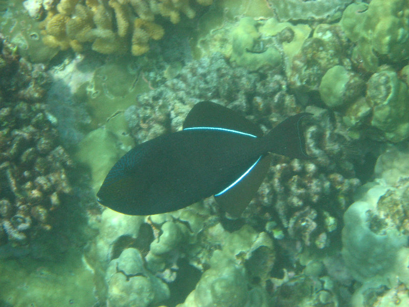 Manini-Beach-Napoopoo-Park-Captain-Cook-Big-Island-Hawaii-031